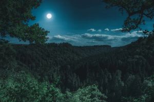 Oświetlony ogród nocą, tworzący bezpieczną i przytulną atmosferę dzięki inteligentnym rozwiązaniom.