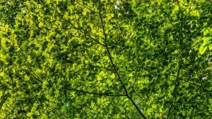 Nowoczesna pergola porośnięta roślinami, tworząca naturalny cień w ogrodzie