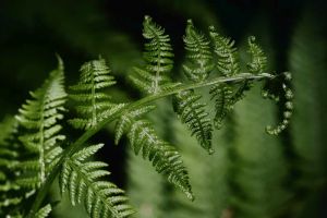 Zielona pergola porośnięta bujnymi roślinami, tworząca naturalny tunel cienia.
