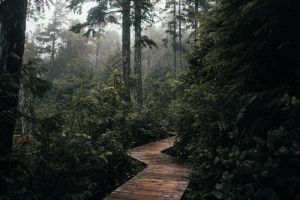 Bujna, zielona pergola w ogrodzie, symbolizująca zdrową roślinność i harmonię z naturą.