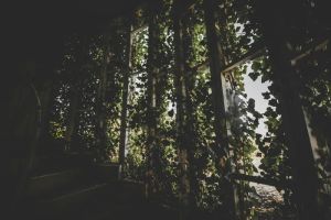 Zielona pergola porośnięta bujnymi roślinami, tworząca naturalny tunel i zapewniająca prywatność w ogrodzie.