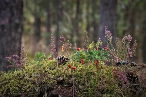 Zielona pergola porośnięta bujnymi roślinami, tworząca naturalny tunel