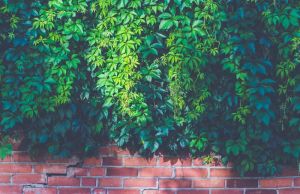Zielona pergola porośnięta roślinami pnącymi, tworząca naturalny tunel