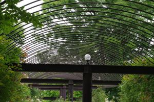 Dekoracyjna, łukowata pergola z metalowych prętów porośnięta zielonymi pnączami, tworząca zadaszenie nad ścieżką.