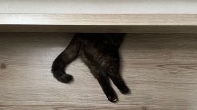 Systemy zapobiegania drapaniu mebli: Naturalne metody