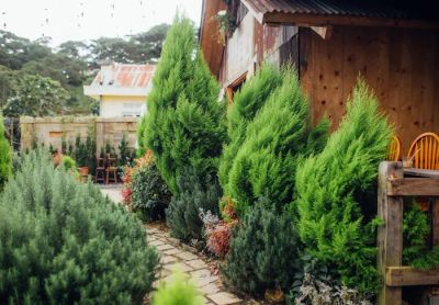 Drzewa liściaste i iglaste strategicznie posadzone wokół domu pasywnego