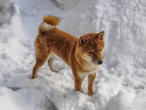 Czyste powietrze filtry Rekuperacja domowa dla zdrowia pupila, komfort.