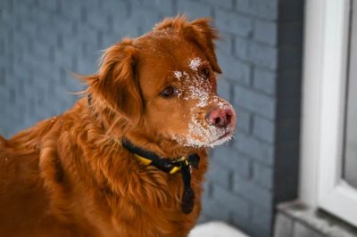 Pies z suchym nosem i matową sierścią, objawy suchego powietrza