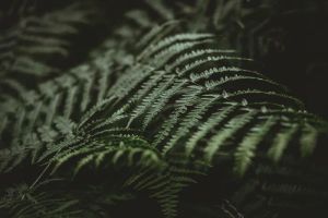 Zielona pergola z bujną roślinnością, tworząca naturalny tunel cienia, idealna do zacienienia tarasu w ogrodzie.