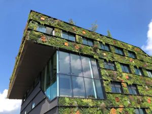 Zielony dach i ściany: Biofiliczne projektowanie dla naturalnego chłodu i harmonii w upalne dni.