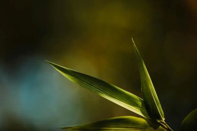 Uprawa warzyw w podwyższonych grządkach: Łatwe lato w Twoim warzywniku.