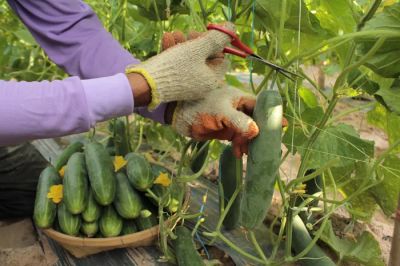 Ręce delikatnie zbierające świeże, zielone warzywa z grządki w przydomowym ogrodzie.