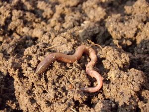 Zdrowa, ciemna gleba z widoczną dżdżownicą, symbolizująca żyzność i aktywność biologiczną.
