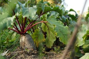 Zdrowa, żyzna gleba w ekologicznym ogrodzie, bogata w materię organiczną i mikroorganizmy