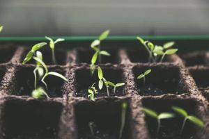 Przydomowa Biogazownia: Ekologiczny Sposób na Energię i Ogrzewanie z Natury.