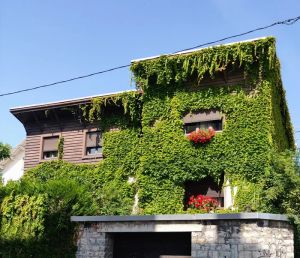 Nowoczesny dom z dużymi przeszkleniami i bujnym ogrodem, przykład architektury biofilicznej