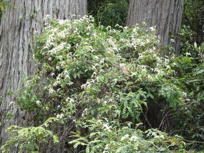 Zabezpieczone krzewy owinięte agrowłókniną