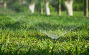Efektywne podlewanie ogrodu: Oszczędzaj wodę z inteligentnymi systemami