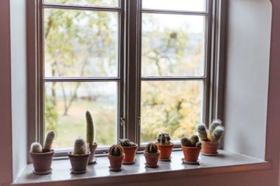 Wiosenne rośliny doniczkowe: Ozdób nimi wnętrza